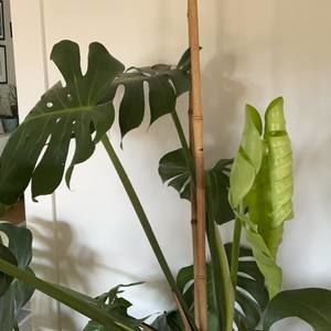 Meet your Posher, Perry